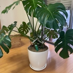 モンステラ