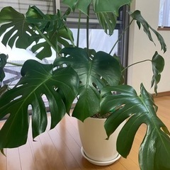モンステラの画像