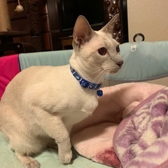猫を探しています。