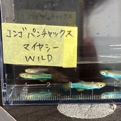 熱帯魚入荷　良個体集まってます。