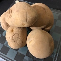 【送料無料】じゃがいも種芋　珍品種も！？　銘柄いろいろ　1キロ〜の画像