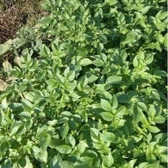 【送料無料】じゃがいも種芋　珍品種も！？　銘柄いろいろ　1キロ〜