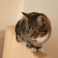 ネコカフェ行きませんか？？