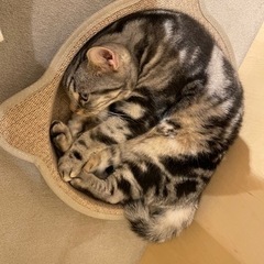 ネコカフェ行きませんか？？ - 熊本市