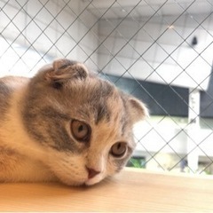ネコカフェ行きませんか？？ - メンバー募集