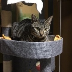 【約1歳前後】人も猫も大好きな、性格が穏やかなキジトラ君
