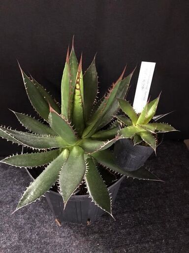 アガベ　ホリダ(かなり存在感あり)