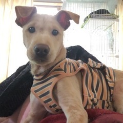 大きめの中型犬子犬さぶくん