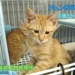 持ち込みされた3兄弟です! − 長崎県