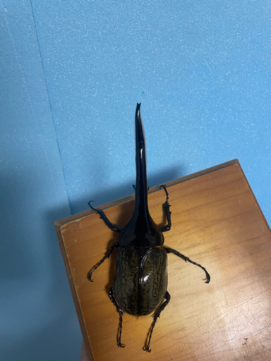 ヘラクレスオオカブト　ペア