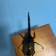 ヘラクレスオオカブト ペア