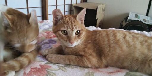 トライアル中】茶トラかぎしっぽの男の子 (ズッキー) 西伯の猫の