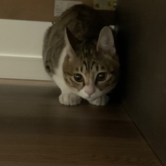 白キジ　男の子　推定１歳