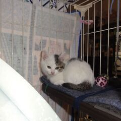 里親さん募集中。可愛い仔猫達を幸せにする会です。