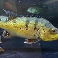 古代魚 アクアリウム