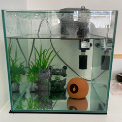 デビュー カクレクマノミ飼育スターターセット 30cm曲げガラス