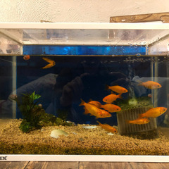 金魚を譲渡します。