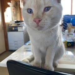 人懐っこい仲良し兄弟です。