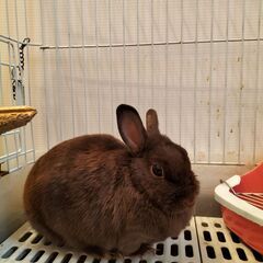うさぎ譲渡します