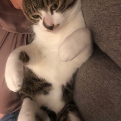 サバトラとグレーの兄弟