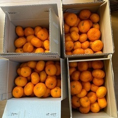 青島みかん🍊蒲郡産５キロの画像