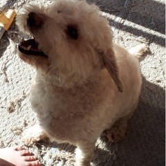 里親募集中☆8歳の♂です◡̈⃝⋆*