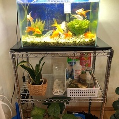 金魚、水槽&付属品、水槽台