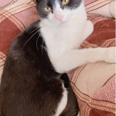 イケメンオス猫3歳9ヶ月