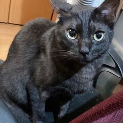 黒猫（オス）キジトラ（メス）仲良し兄弟姉妹