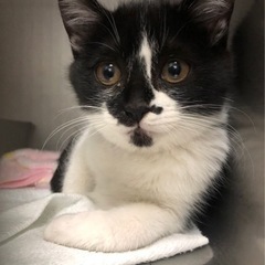 かわいいハチワレちゃんたち♡里親募集中！！
