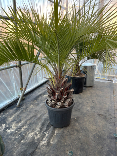 値下げ！置き場整理のため値下げ！！ココスヤシ！人気ココスヤシ、元気で、幹高50センチ！！お手頃サイズ！