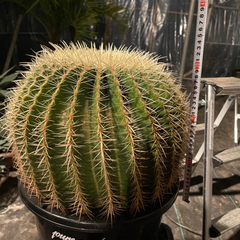 金鯱サボテン特大。直径40センチ。