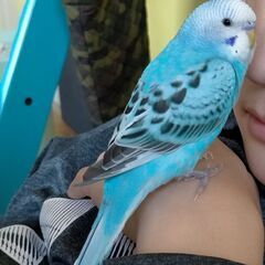 水色のセキセインコを探しています
