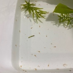 オトシンネグロ稚魚