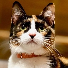 かまど♡家族ができました