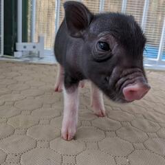 【Piglets】マイクロブタのブリーダー(販売・マイクロブタカフェ)をしています − 福岡県