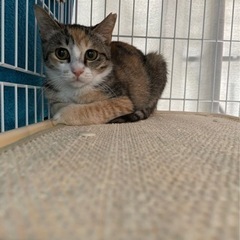 多くのお問合せありがとうございました！【猫ちゃんの里親になってく...