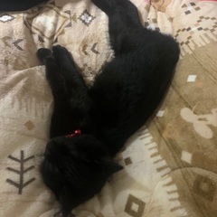 黒猫