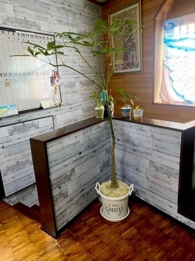 観葉植物　パキラ