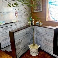 観葉植物　パキラ