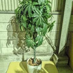 0123-13 人工観葉植物