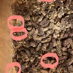 生餌 レッドローチ 5mm前後 50匹+αの画像