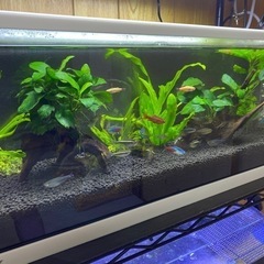 水槽　魚　熱帯魚の画像