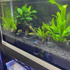 水槽　魚　熱帯魚の画像