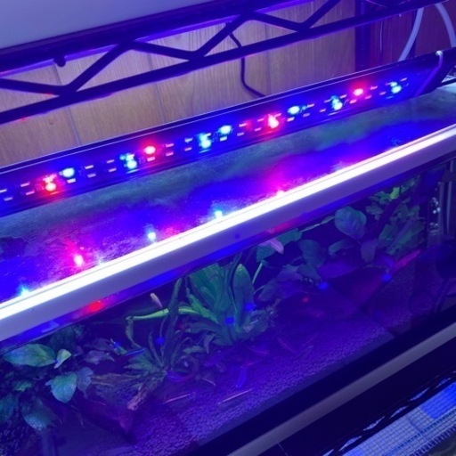 水槽　魚　熱帯魚