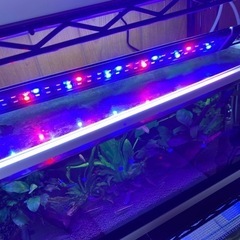 水槽　魚　熱帯魚の画像