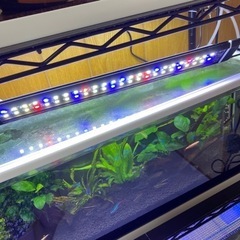 水槽　魚　熱帯魚の画像