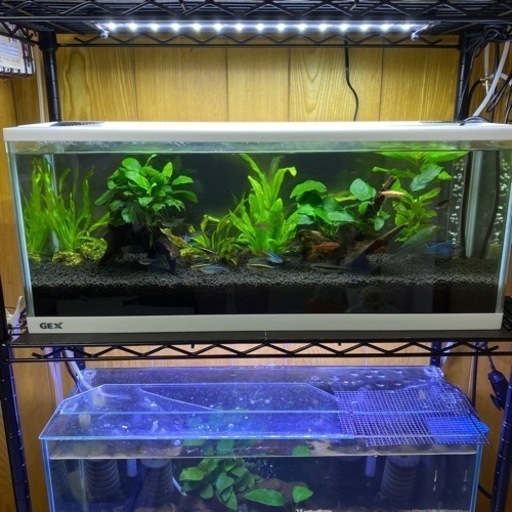 水槽　魚　熱帯魚