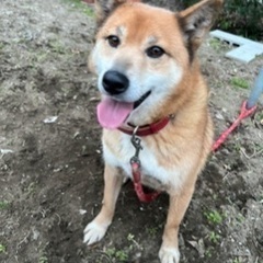 雑種⭐︎里親募集⭐︎避妊手術済