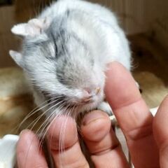 デグー　メス　里親募集